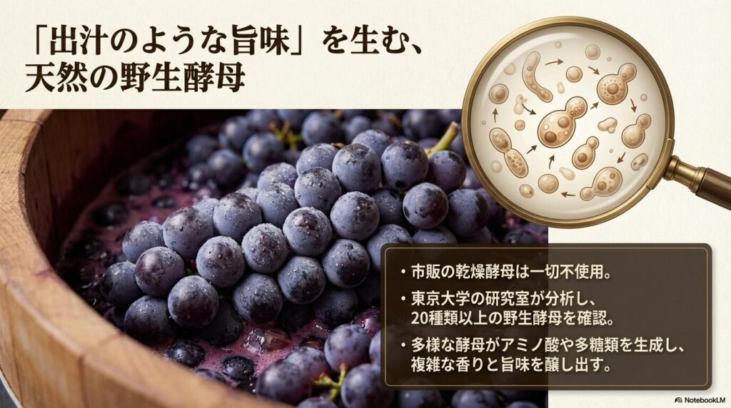 20種以上の野生酵母が生むアミノ酸と複雑な旨味