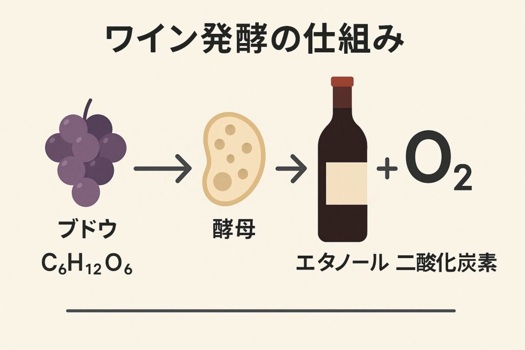 ワイン 発酵 仕組み 図解